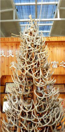-北京鹿世界主题园