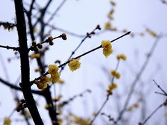 -龙头寺公园