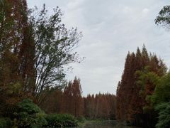 -桤木河湿地公园