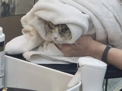 -momokira米努特·德文卷毛猫·棉花面纱犬