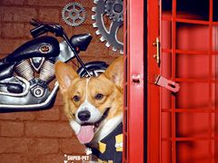 -超宠爱宠物摄影-Super pet