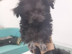 -北京观赏动物医院·24小时大型综合·猫专科·异宠专科