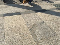 -博特宠物医院24h犬猫全科.骨科·异宠