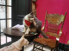 -猫色咖啡·猫咖