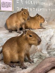 -Zoolung Zoolung动物主题公园(海信广场店)