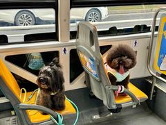 -帕帕拉兹宠物(亚洲旗舰店)