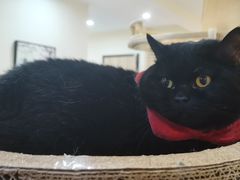 -滚猫咖啡·猫咖·猫友好撸猫(未来城店)
