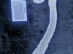 -贝壳王国博物馆