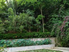 -西双版纳原始森林公园
