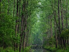 -合肥滨湖国家森林公园