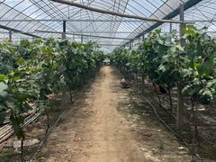 -马陆小张葡萄园农家乐