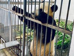 -中国大熊猫保护研究中心雅安碧峰峡基地