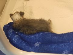-北京观赏动物医院·24小时大型综合·猫专科·异宠专科