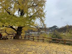 -千年银杏谷文化旅游区