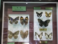 -上海昆虫博物馆
