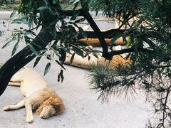 -大连森林动物园