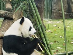 -成都动物园
