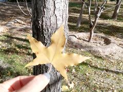 -大兴滨河森林公园