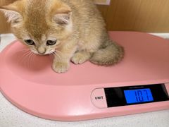 -瑞派康怡24h宠物医院·犬猫医疗中心·微创绝育(瑞景分院)