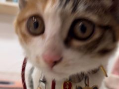 -乐琪宠物医院·犬猫专科·骨外科·急重症