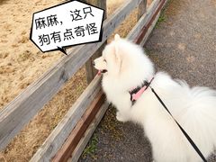 -田园东方蜜桃村的田野营地
