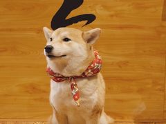 -柴务处·柴犬主题狗咖