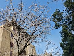 -武汉大学-樱园