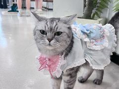 -共舞时光猫咖·狗咖(新街口店)