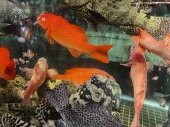 -滋粥楼·顺德菜海鲜茶点(方舟店)