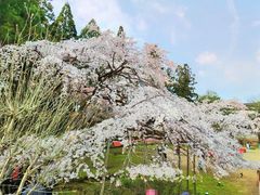 -醍醐寺
