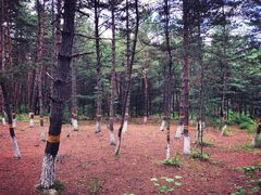 -帽儿山国家森林公园