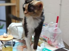 -猫色咖啡·猫咖