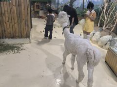 -大连圣亚海洋世界
