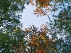 -上海共青森林公园