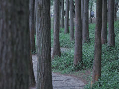 -莲花山公园