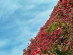 -木兰云雾山