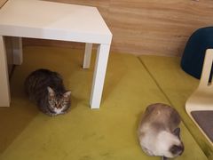 -滚猫咖啡·猫咖·猫友好撸猫(未来城店)