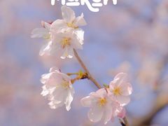 -顾村公园