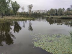 -东郊湿地公园
