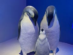 -贝林大翅鲸简餐厅(国家海洋博物馆店)