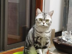 -伟伟宠物医院·CT影像中心·瑞派犬猫综合性门诊(汉口总院)