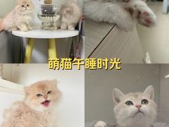 -lincat·猫舍(广州店)