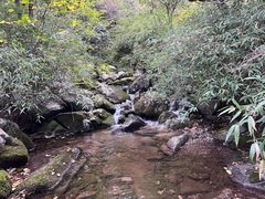 -朱雀国家森林公园
