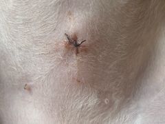 -瑞派名望24h动物医院异宠专科·猫专科·骨科·重症监护分院