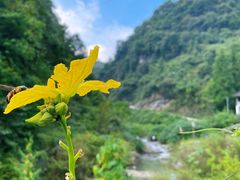 -华蓥山天意谷景区