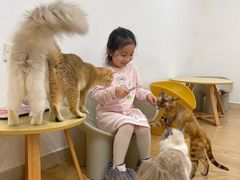 -有喵·猫咖·狗咖·30几只猫10只小狗(岗厦店)