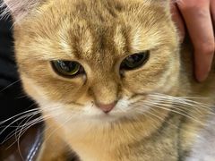 -猫小院猫主题餐厅(三里屯店)
