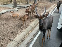 -清迈夜间动物园