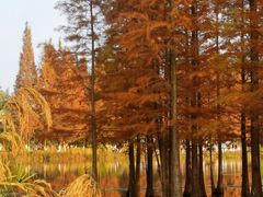 -白鹭湾湿地公园