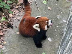 -合肥野生动物园
